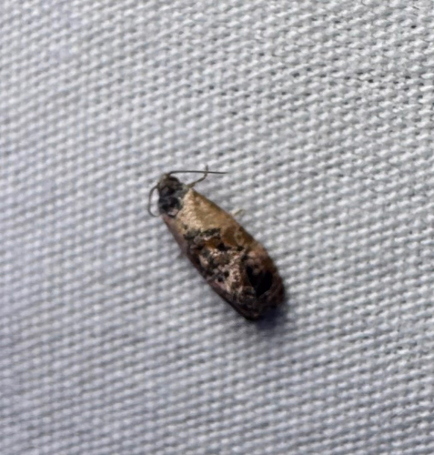 Hoffman's Cochylid Moth (Cochylichroa hoffmanana)