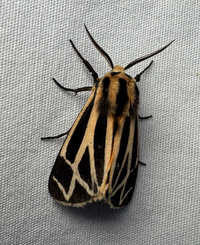 Harnessed Tiger Moth (Apantesis phalerata)