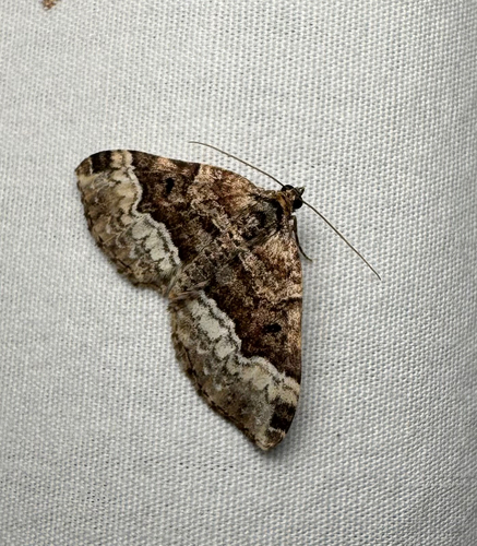 American Sharp-angled Carpet (Euphyia intermediata)