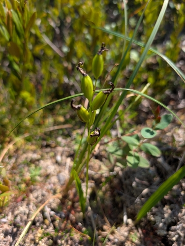 Tuberous Grasspink