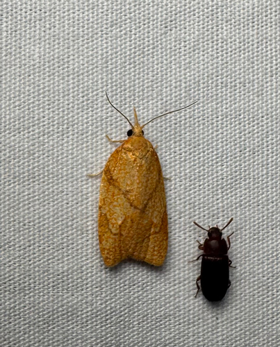 Reticulated Fruitworm Moth (Cenopis reticulatana)