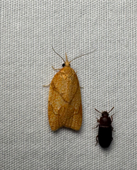 Reticulated Fruitworm Moth (Cenopis reticulatana)