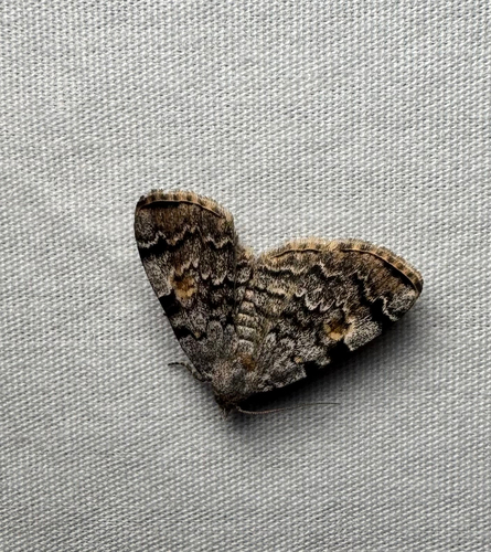 American Idia Moth (Idia americalis)