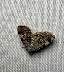 American Idia Moth (Idia americalis)