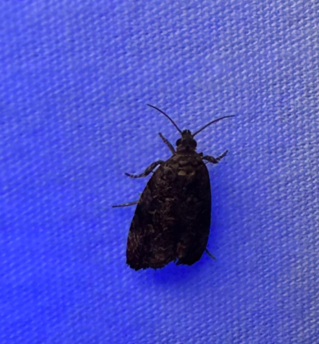 Verbena Bud Moth (Endothenia hebesana)