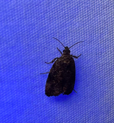 Verbena Bud Moth (Endothenia hebesana)