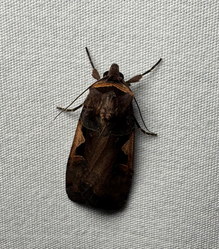 Greater Black-letter Dart (Xestia dolosa)