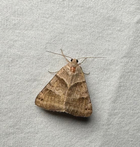 Clover Looper Moth (Caenurgina crassiuscula)