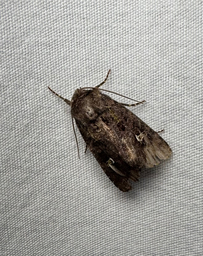 Bristly Cutworm Moth (Lacinipolia renigera)