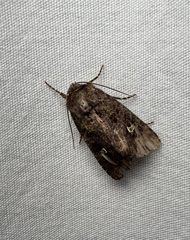 Bristly Cutworm Moth (Lacinipolia renigera)