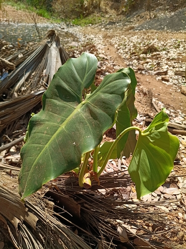 Philodendron quinquenervium