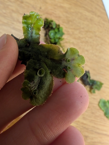 Common Liverwort