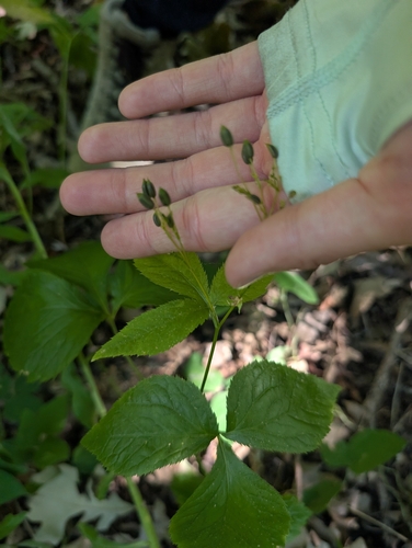 honewort