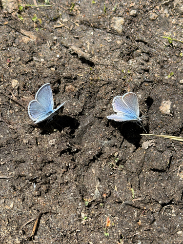 iNaturalist observation photo of Icaricia