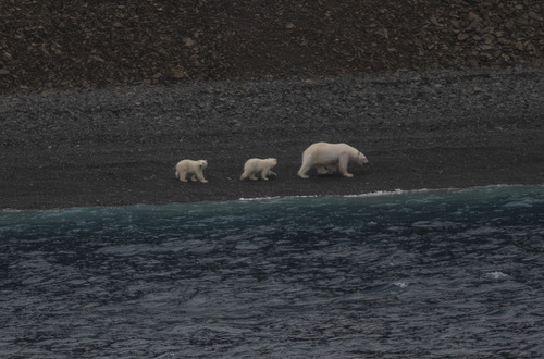 Black Bear sighting near Baffin