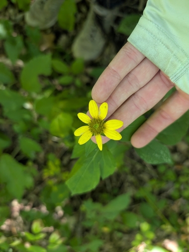cutleaf coneflower