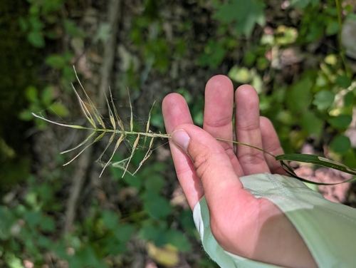 bottlebrush grass
