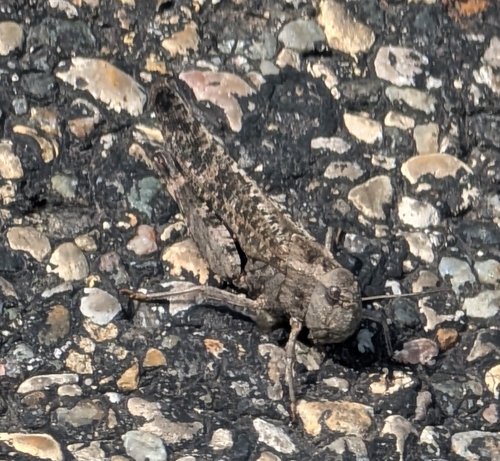 Red-winged Grasshopper