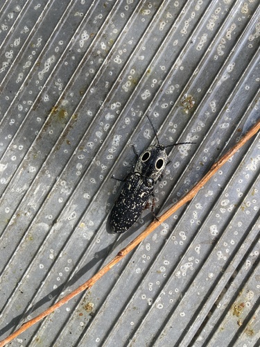 Eastern Eyed Click Beetle