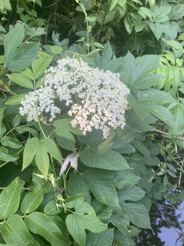 American black elderberry