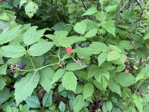 black raspberry
