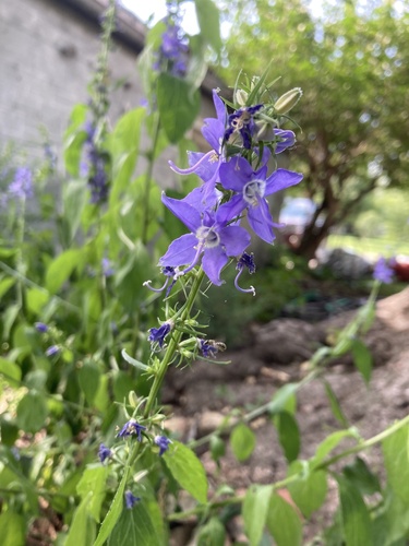 tall bellflower
