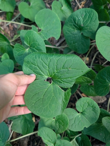 Canadian wild ginger