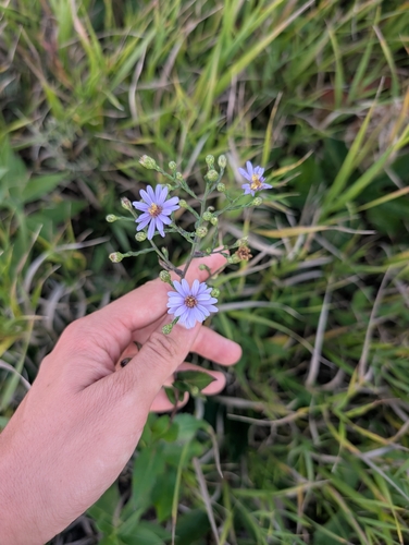 smooth blue aster