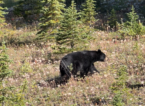 Black Bear sighting near Improvement District No. 9 Banff