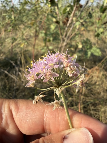 Prairie Onion