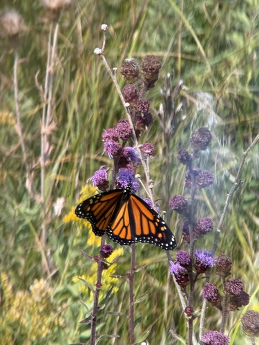 Monarch