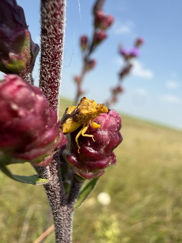 Jagged Ambush Bug