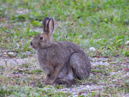 Snowshoe Hare