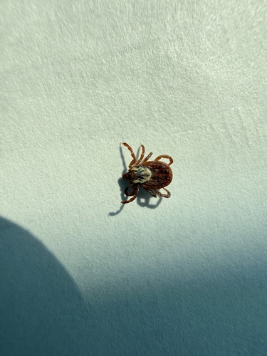 American Dog Tick