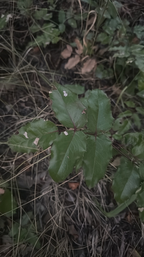 Oregon grape