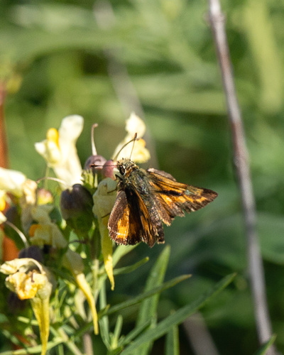 Woodland Skipper