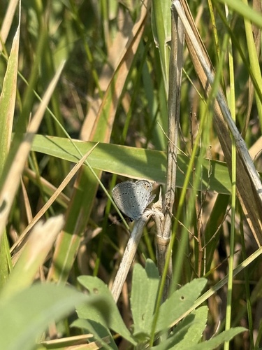 Eastern Tailed-Blue