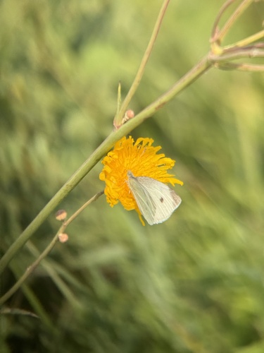 Small White