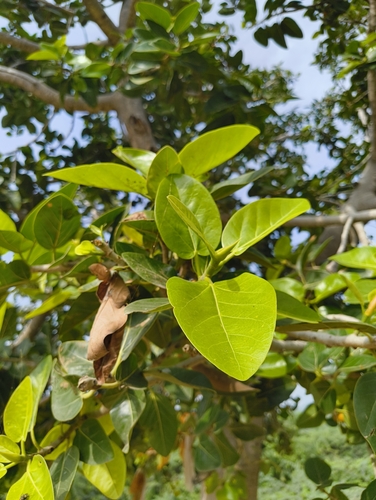 Indian banyan