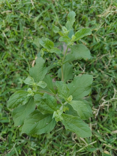 Bindii