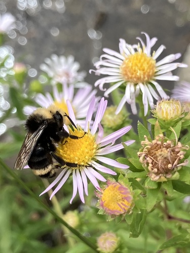 iNaturalist observation photo of Yellow-faced Bumble Bee