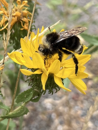 iNaturalist observation photo of Yellow-faced Bumble Bee