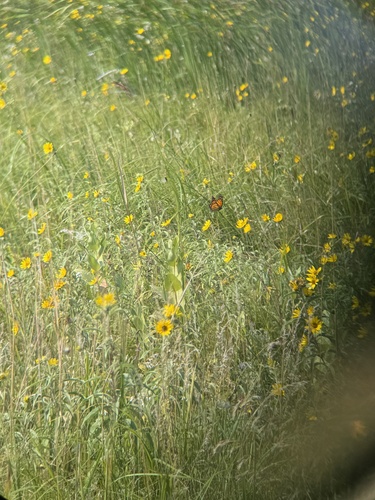 Monarch