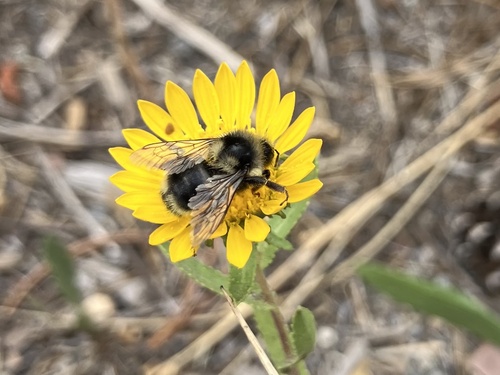 iNaturalist observation photo of Two-form Bumble Bee Complex