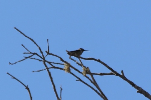 iNaturalist observation photo of Black-chinned Hummingbird