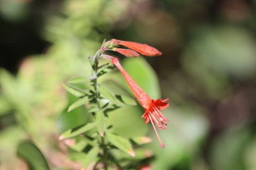 iNaturalist observation photo of California fuchsia