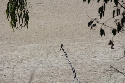 iNaturalist observation photo of Black Phoebe