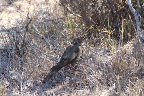 iNaturalist observation photo of California Towhee