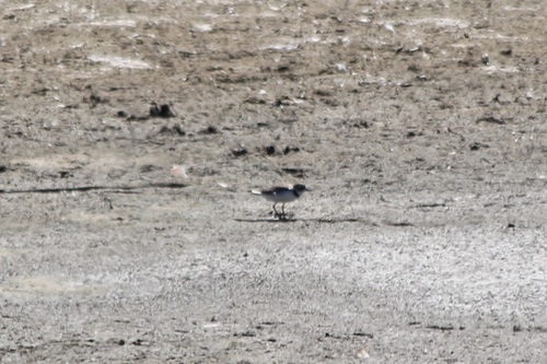 iNaturalist observation photo of Semipalmated Plover