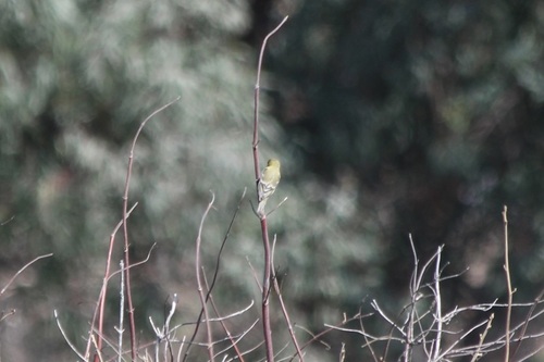 iNaturalist observation photo of Lesser Goldfinch